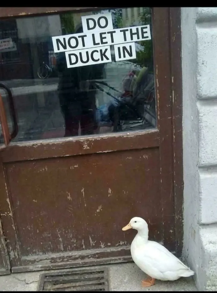 Blursed Duck (Let Him In!)