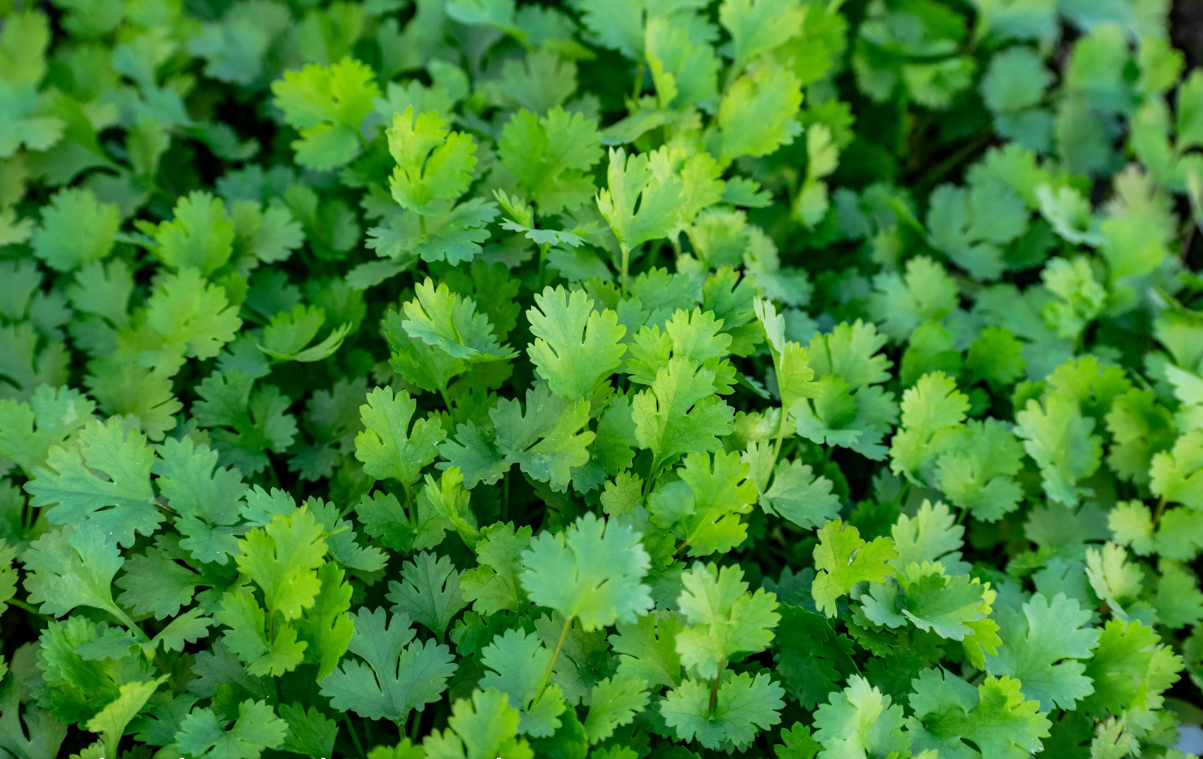 Lush green herb, a Brit asks for extra coriander, while an American asks for extra cilantro. American vs British English words quiz.