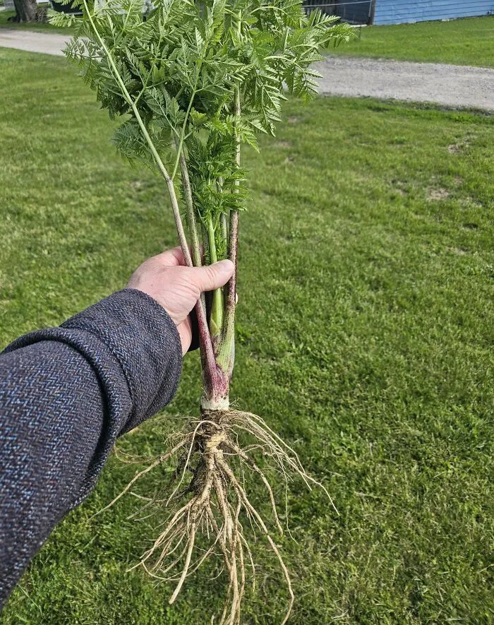 Is This Poisonous Hemlock?
