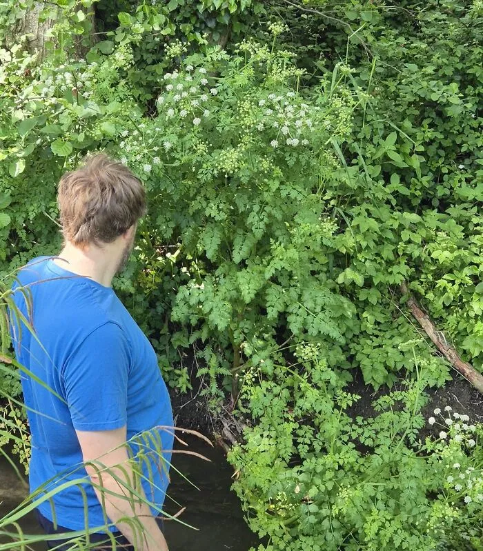 Growing On The Banks Of The River