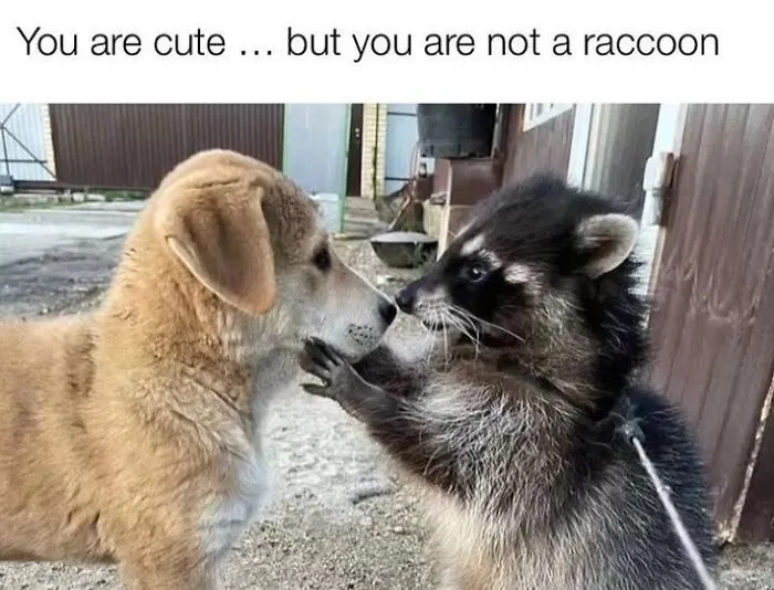 47 Cute And Hilarious Raccoon Pics That Might Steal Your Heart