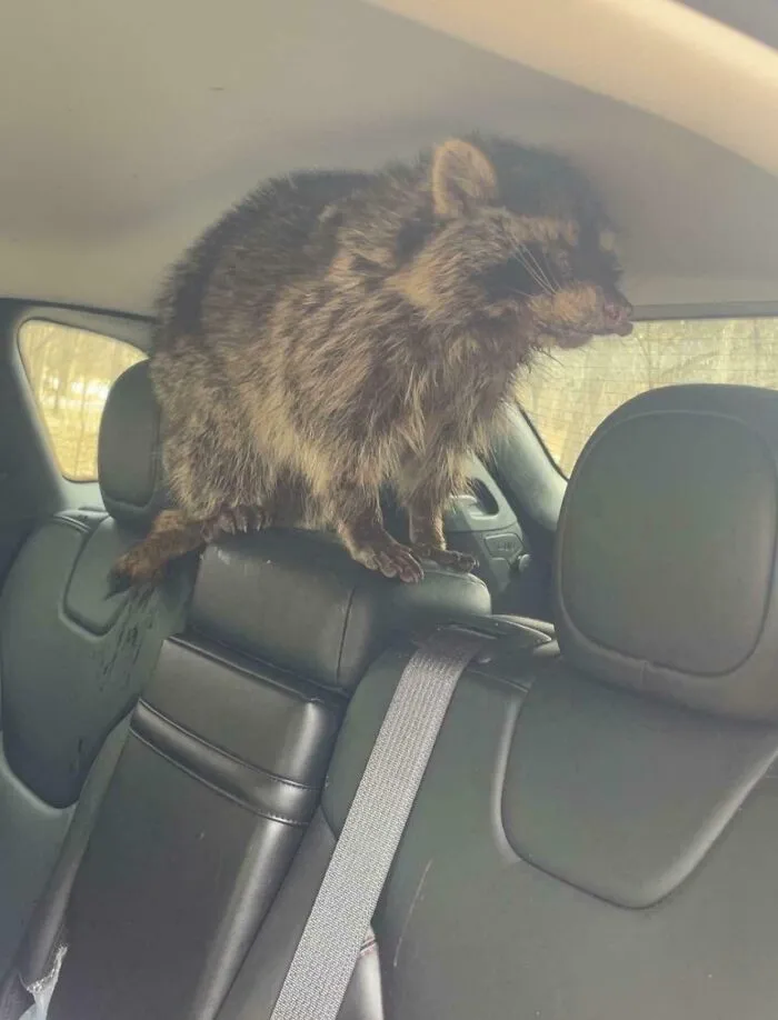 Is This Raccoon Rabid? I Had To Move It, And I Got Bit And Bled
