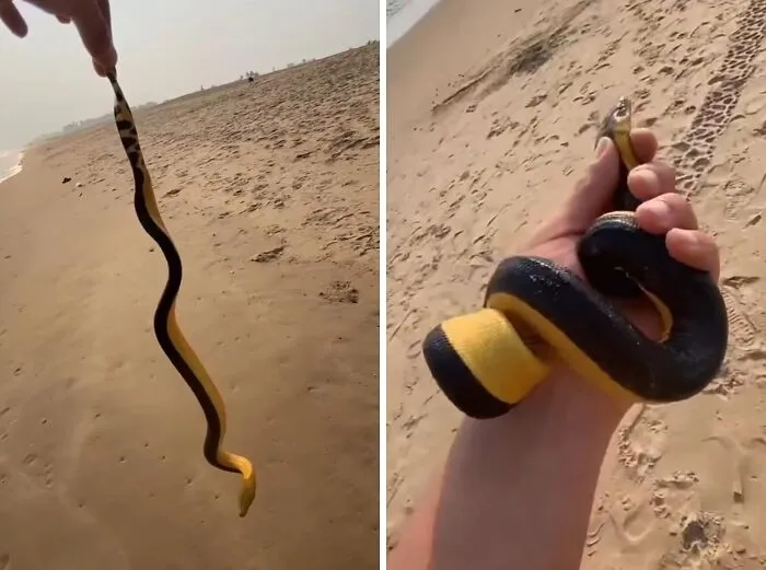Man Catches And Handles An Extremely Venomous Yellow Bellied Sea Snake, Unaware Of What It Is