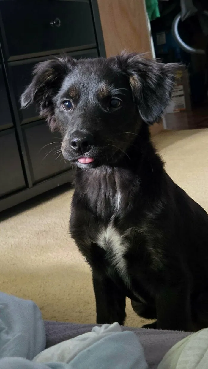 A cute black puppy with its tongue sticking out, from funny unhinged dog pictures