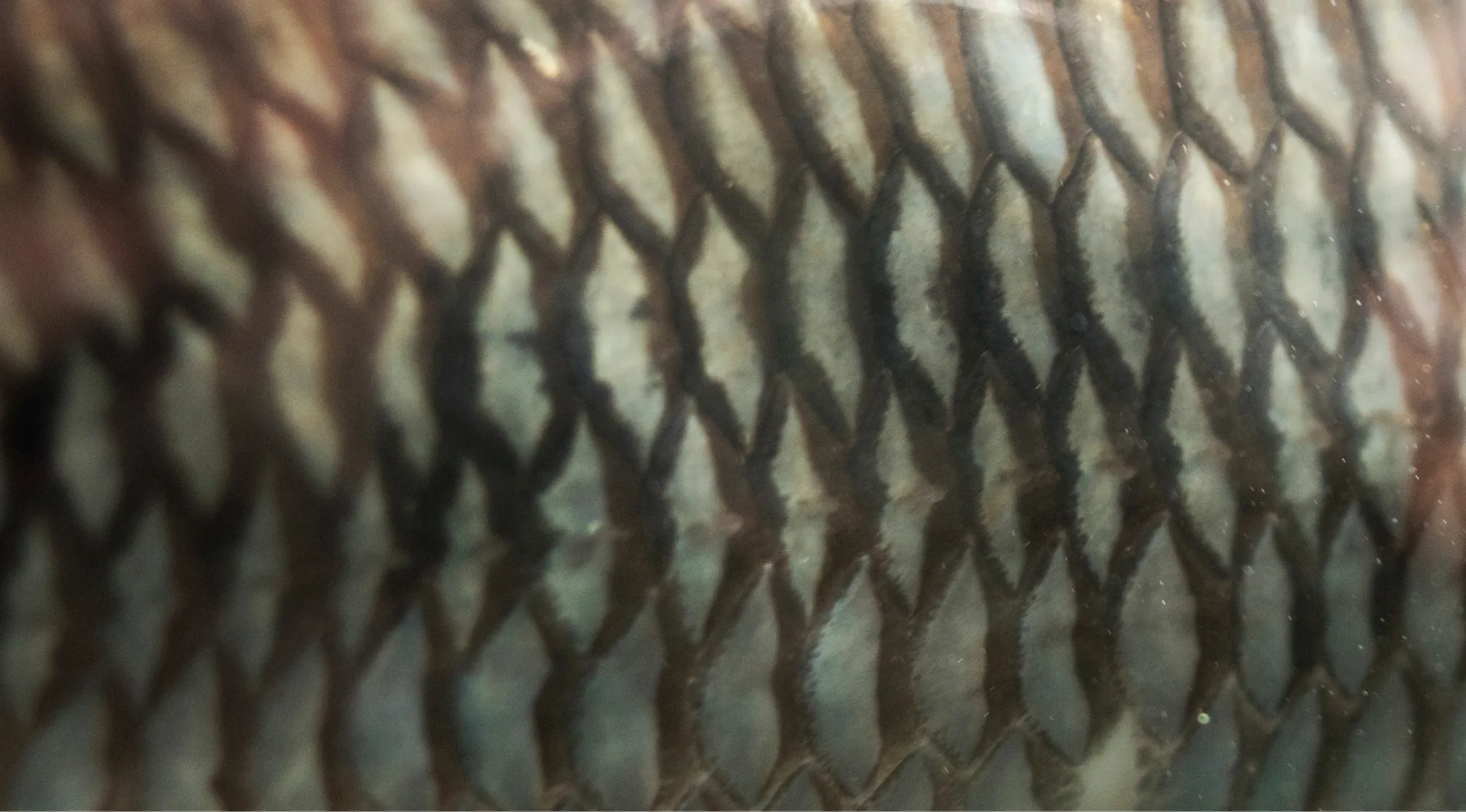 This zoomed-in image shows the intricate, overlapping scales of a fish in shades of brown and gray.