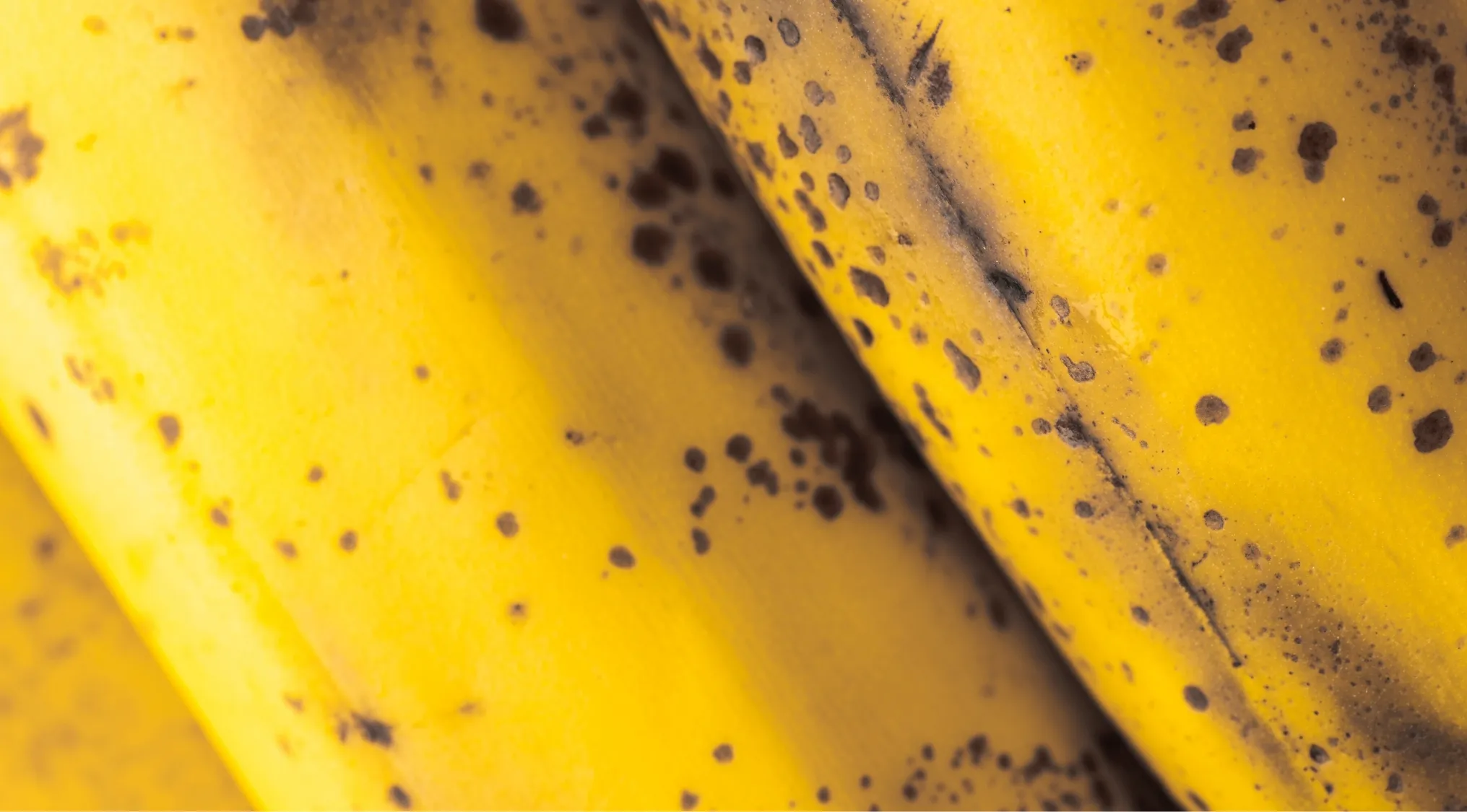 A close-up of two ripened bananas with brown spots, part of Zoomed-In Images for identification.