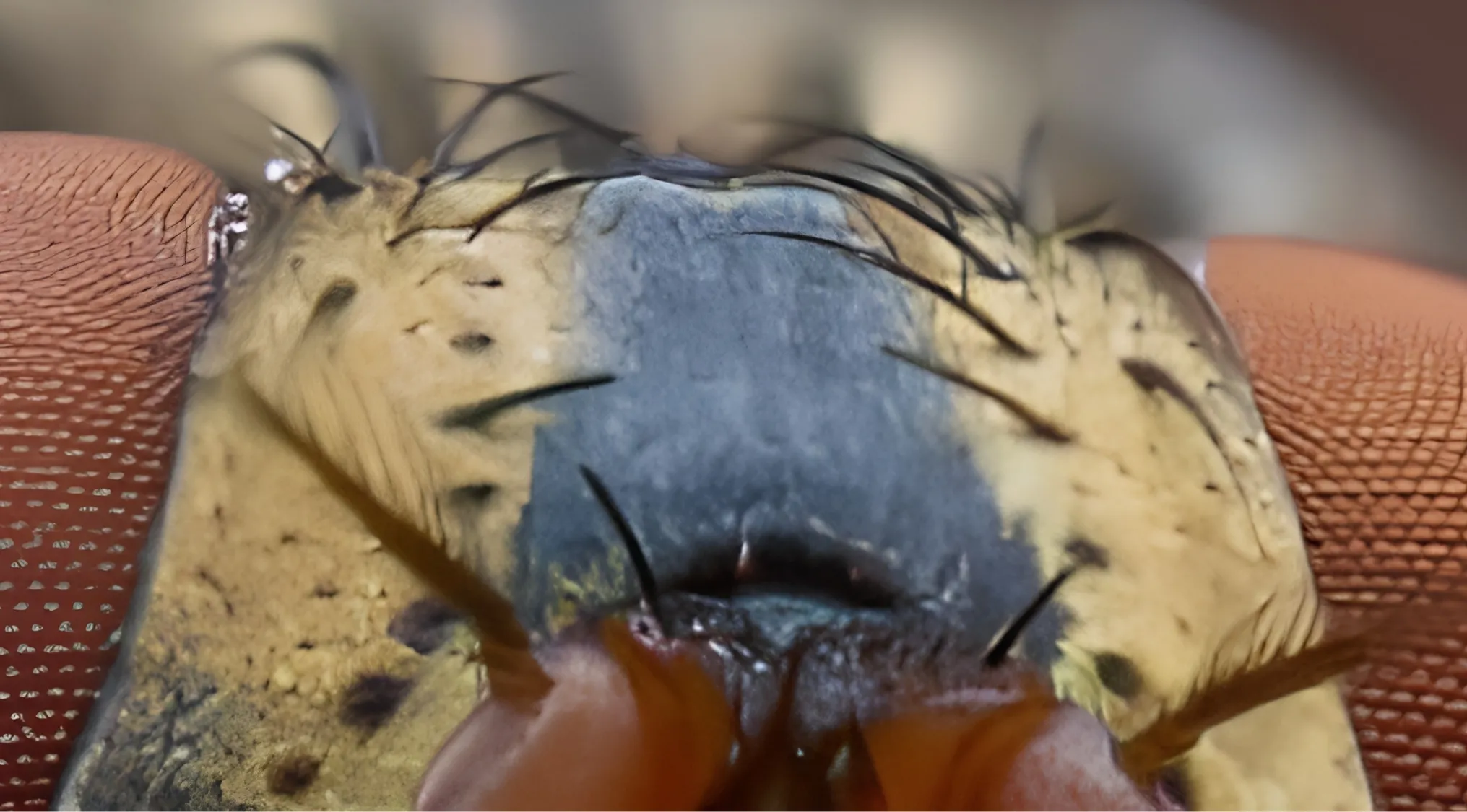 Zoomed-in images close-up of a fly's head. Its compound eyes are on the sides, with a textured face in the center.
