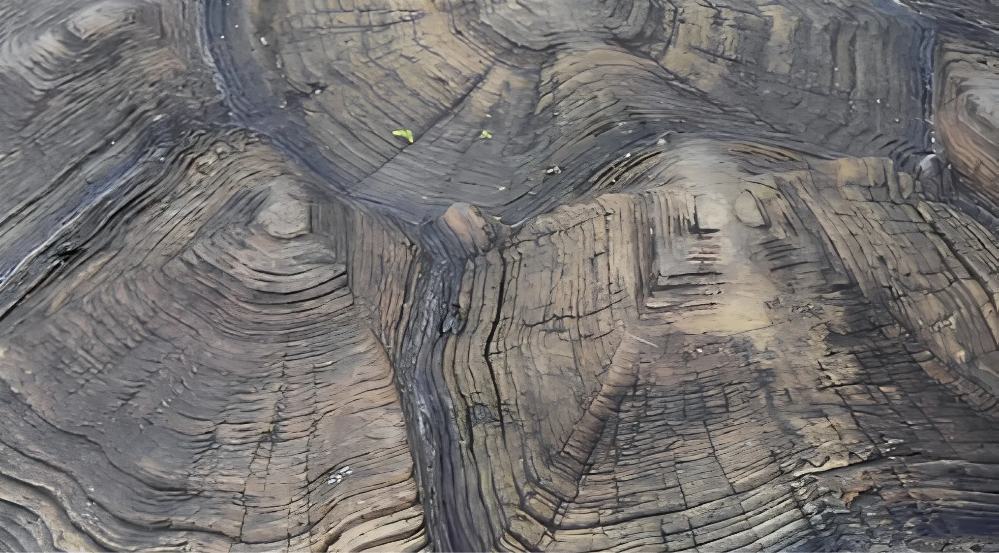 A zoomed-in image of an unusual pattern, featuring dark, ridged grooves resembling wood grain or rock formations. What creature is hiding?