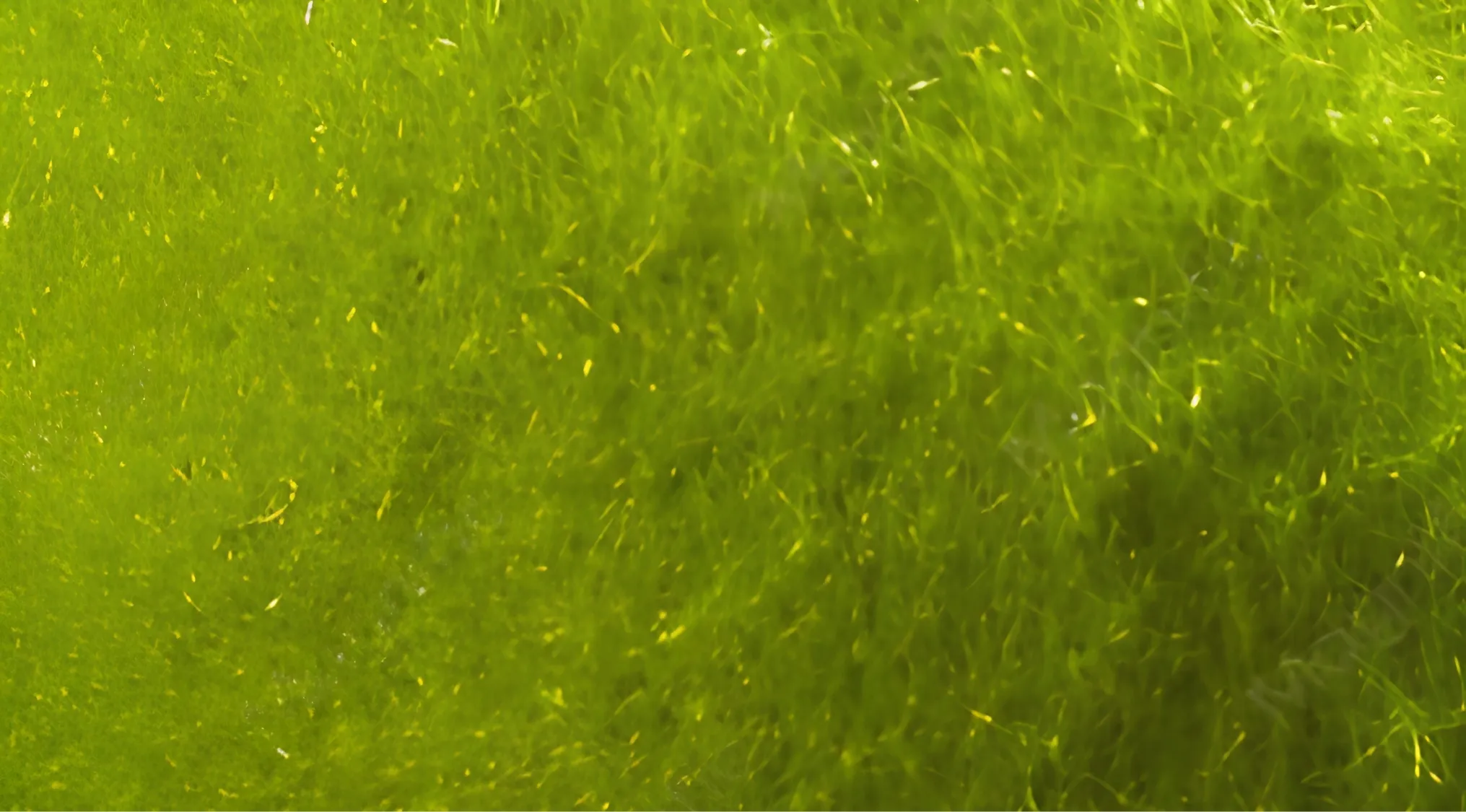 Zoomed-in images of fuzzy green mold with bright specks, like glowing pollen or spores. Two words: a closer look.