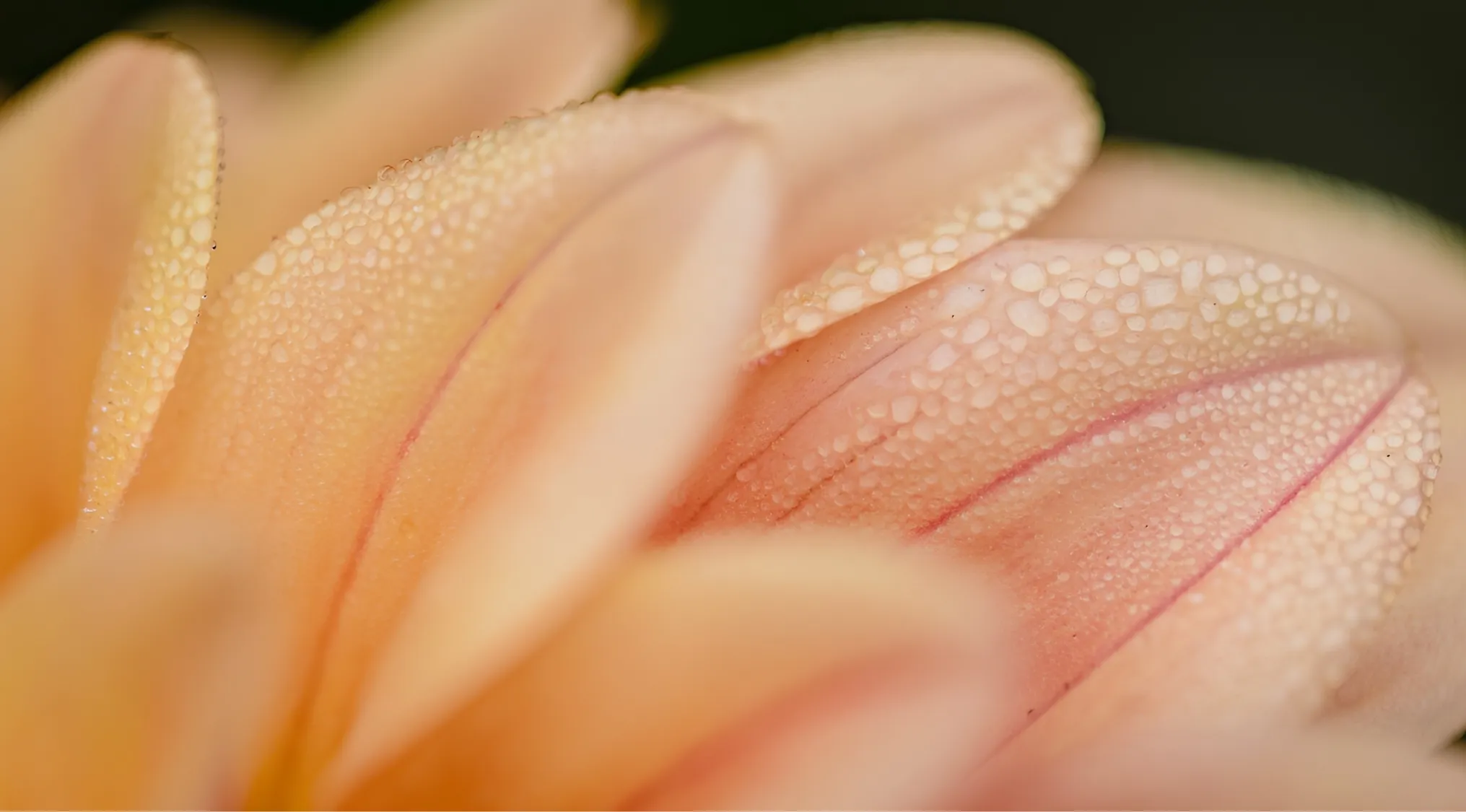 Zoomed-in images of peach flower petals covered in tiny dew drops, highlighting the textures and subtle veins.