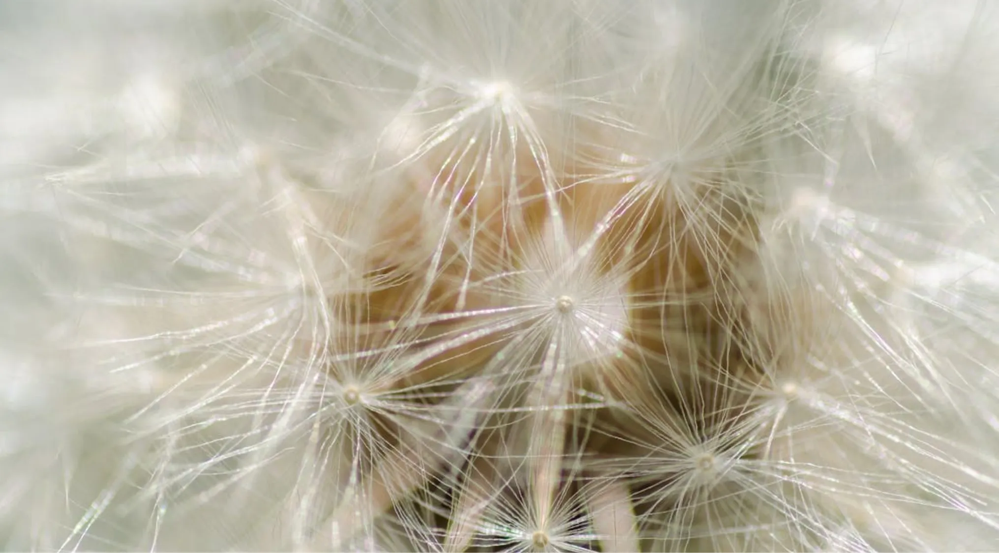 Zoomed-in images of soft, white plant fluff, likely from a dandelion seed head, showing delicate fibers.
