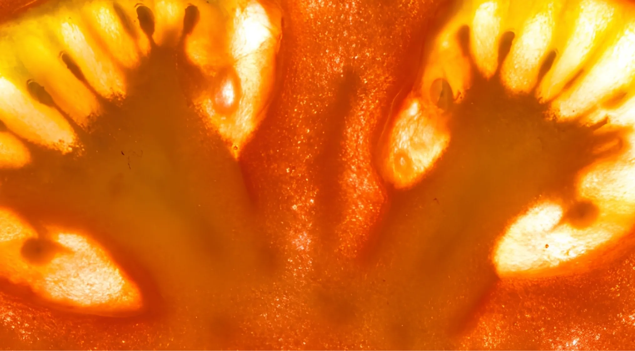 Close-up of a tomato slice, showing its vibrant orange and yellow interior, with visible seeds. Zoomed-in images.