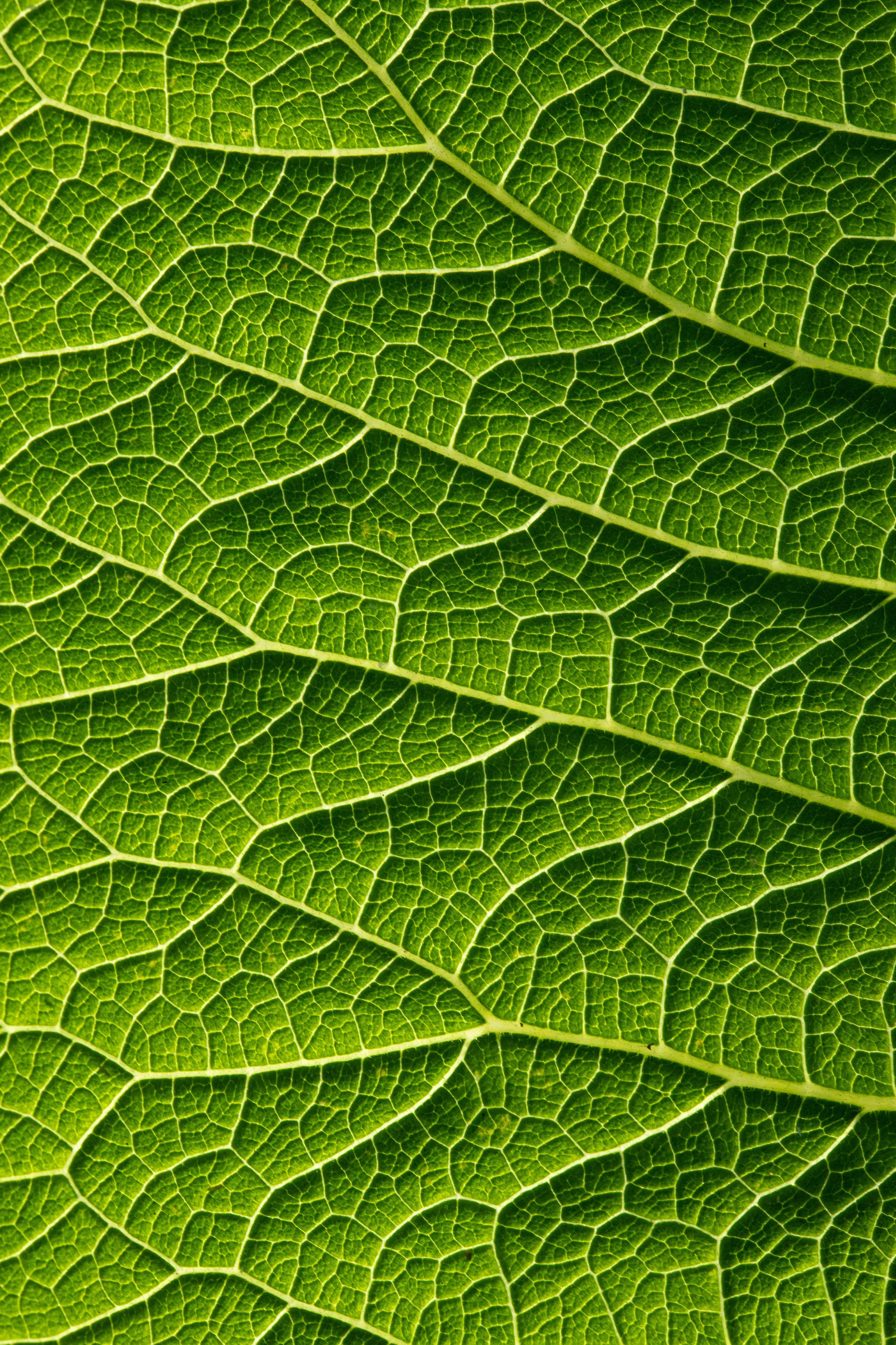 Close-up of a vibrant green leaf, showcasing its intricate vein structure, relating to General Knowledge on photosynthesis.
