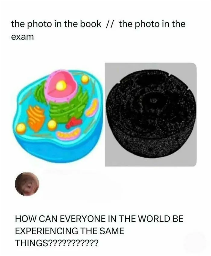 Weird memes comparing textbook cell image to exam photo with Oreo cookie
