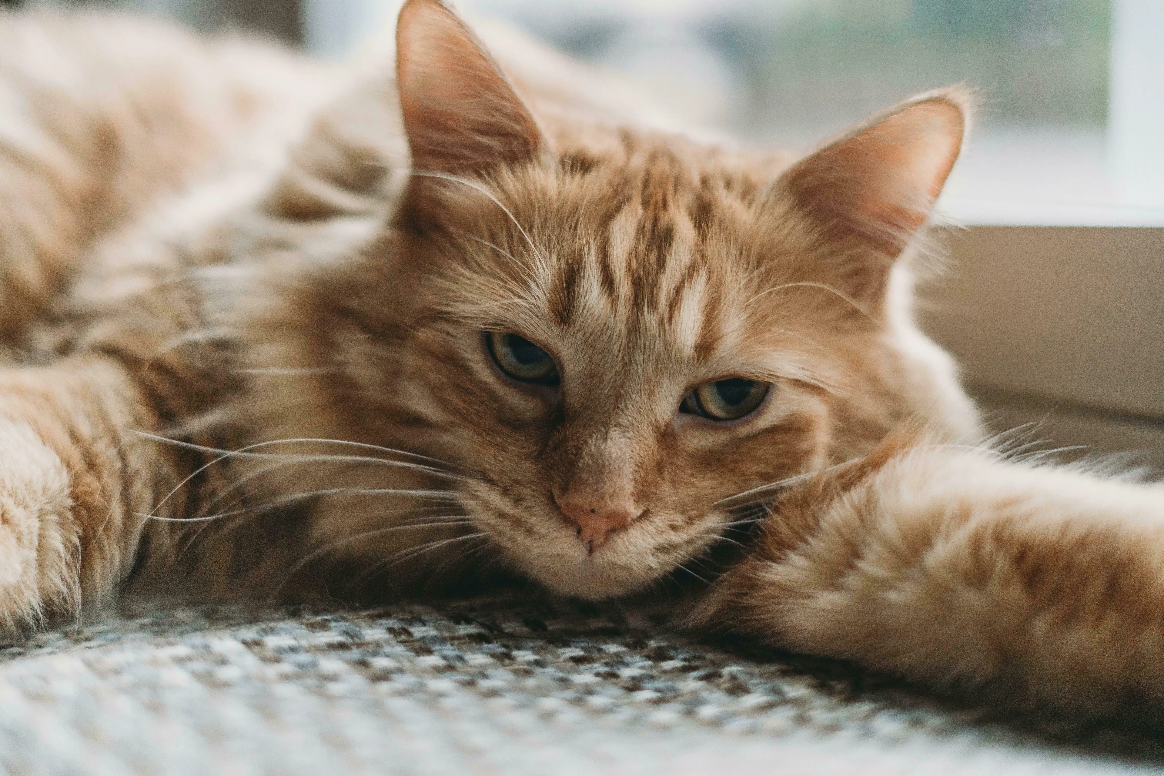 An orange tabby cat, similar to Garfield, with a relaxed but slightly cynical expression, lying on a patterned blanket. General Knowledge.