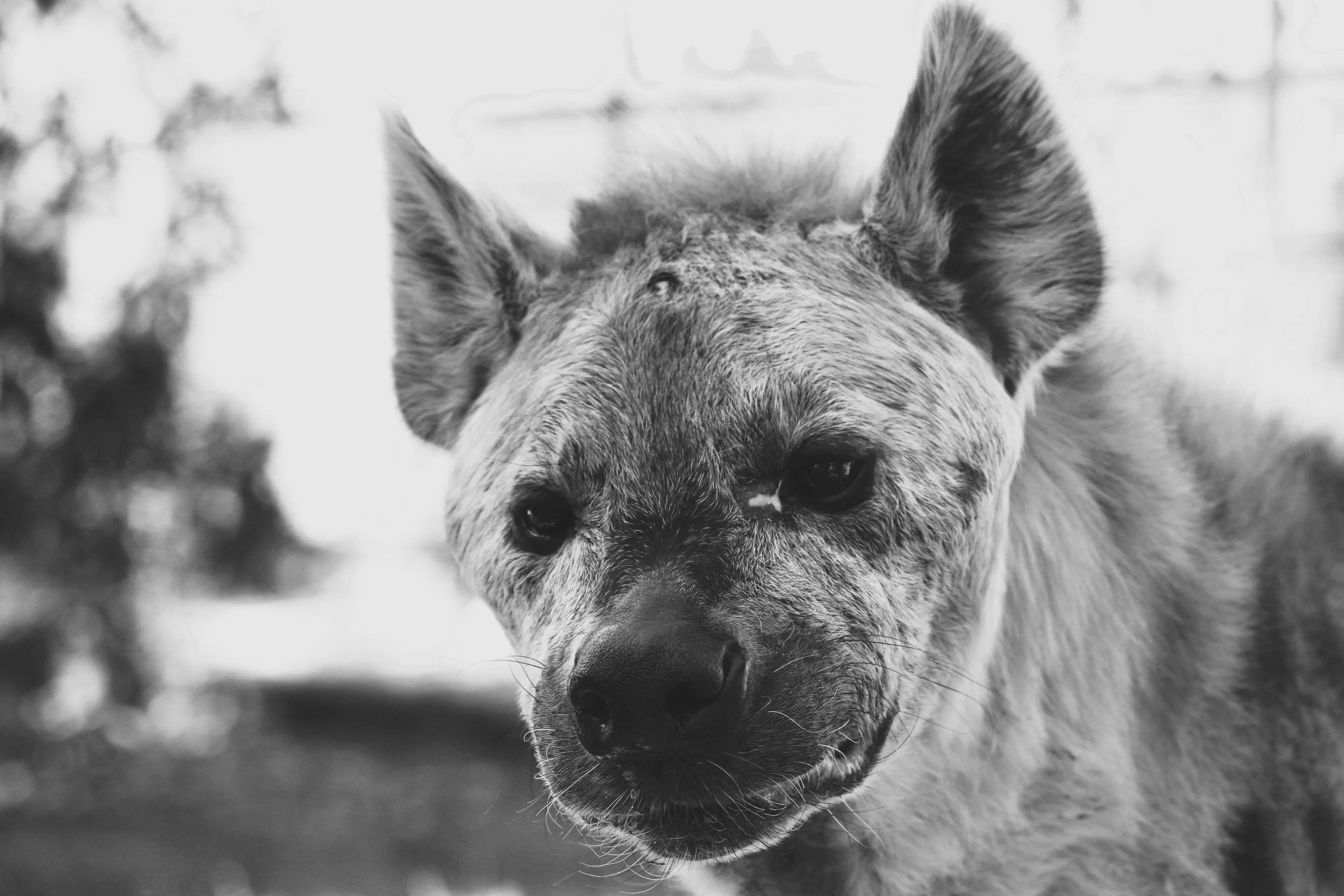 Close-up of a hyena in black and white, looking directly at the camera. This wild African scavenger is a general knowledge topic.