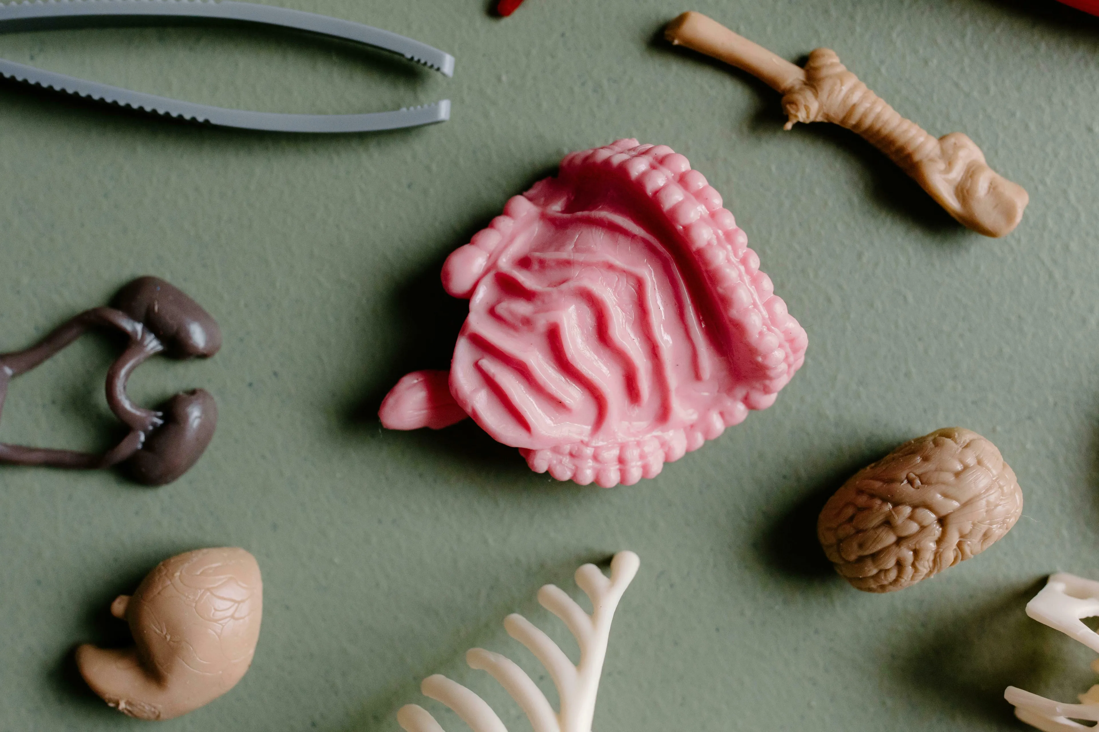 Miniature plastic human organ models on a green surface. Features intestines, kidneys, and a brain, for general knowledge.