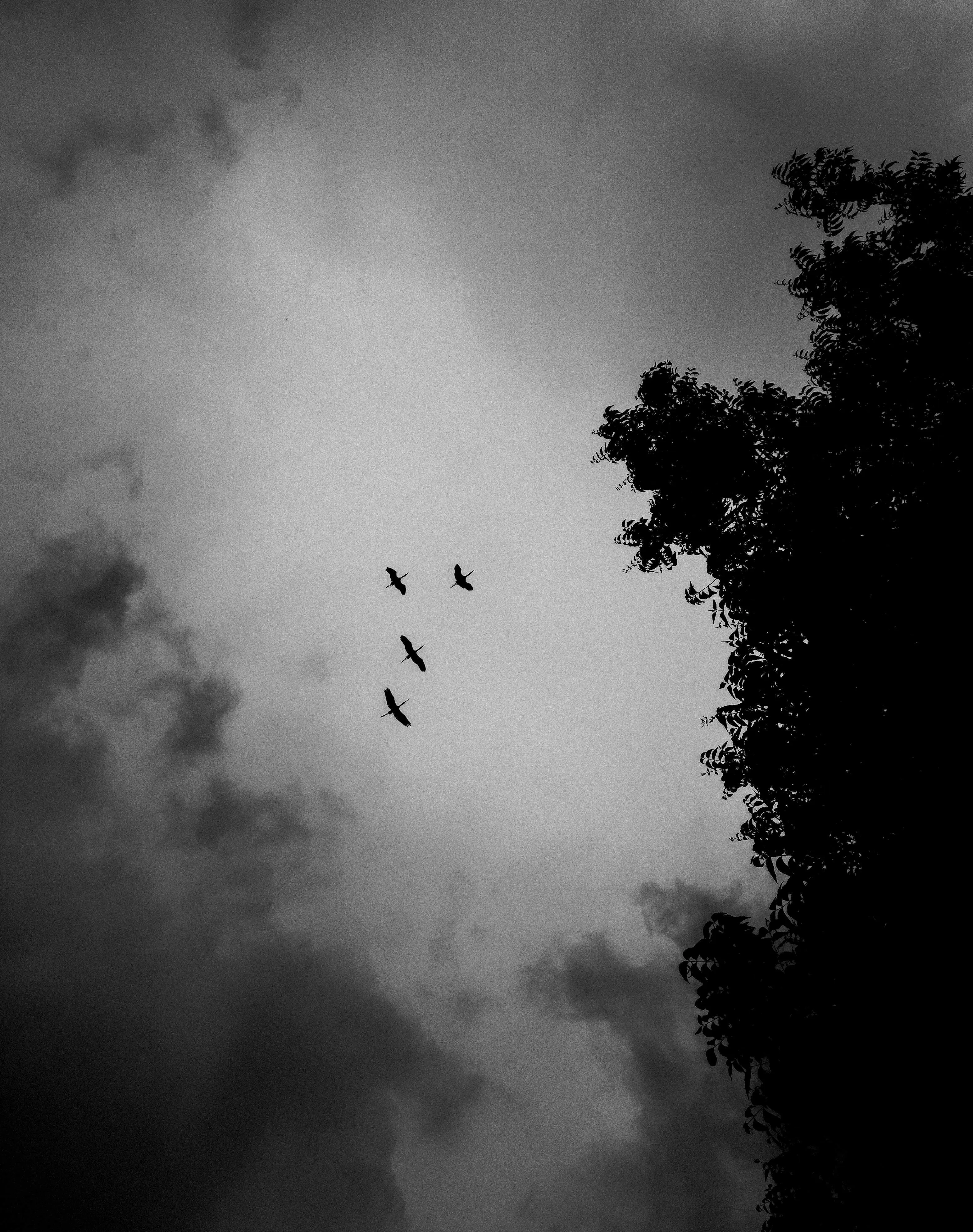 Black and white image of four birds flying against a cloudy sky, with a silhouetted tree on the right. General Knowledge A-Z: largest living bird species.