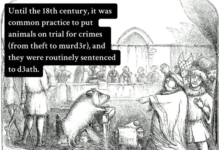 18th century practice of putting animals on trial for crimes and sentencing to death