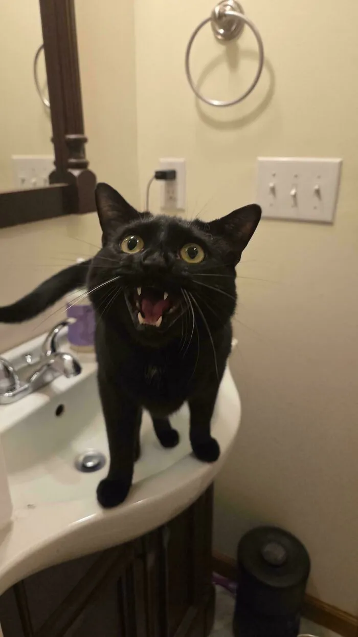 Black cat meowing standing on a bathroom sink under a towel ring