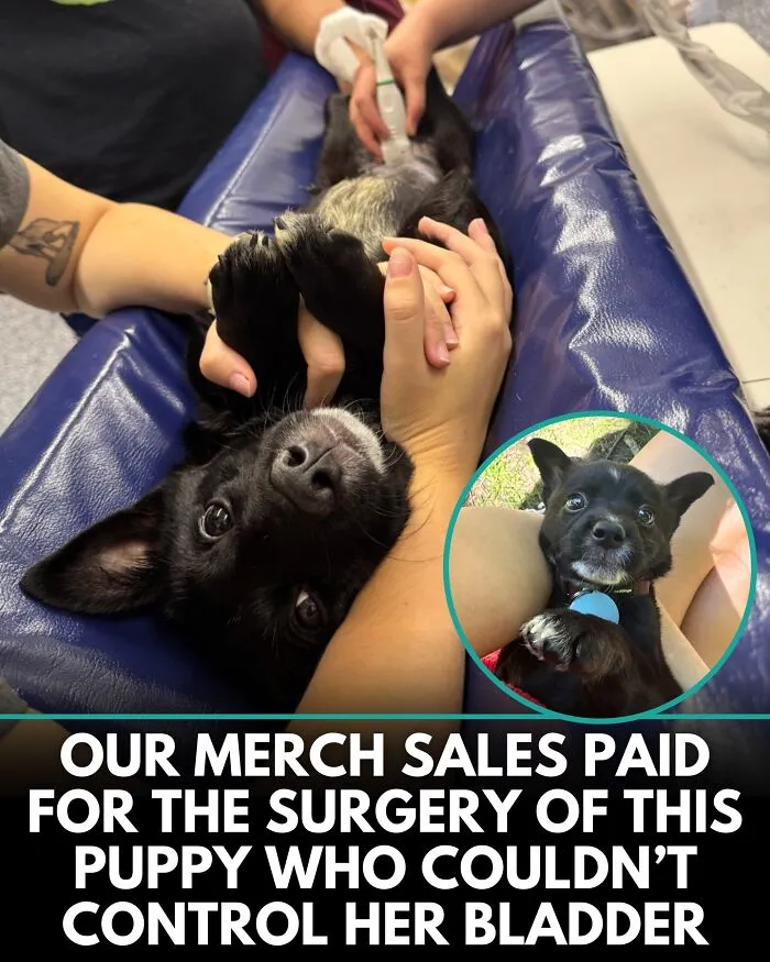 From Rescue Miracles To Emotional Reunions: 32 New Dog Stories Shared By 'We Rate Dogs' 