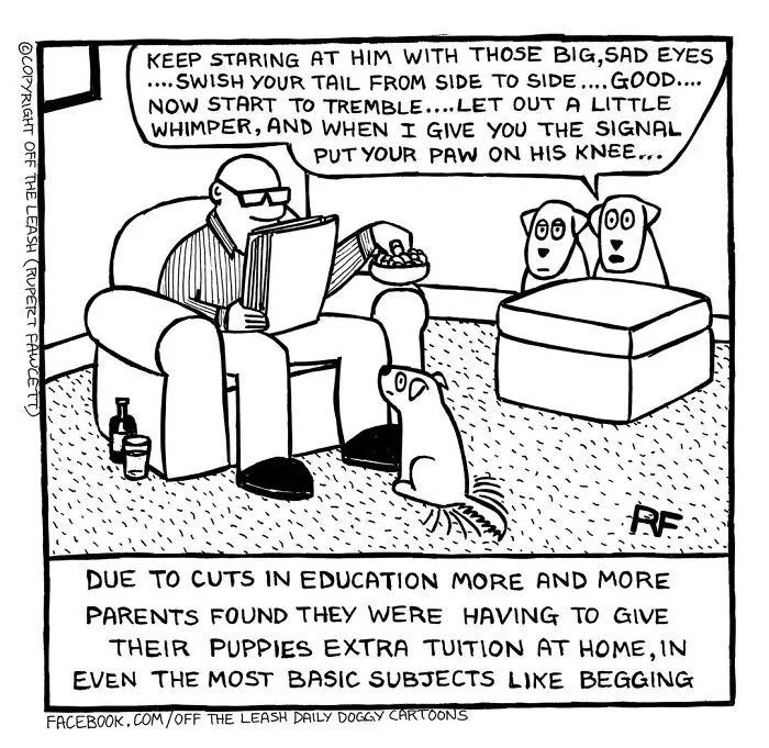 A comic illustrating dogs getting tuition in begging, perfectly capturing living with dogs by Rupert Fawcett.