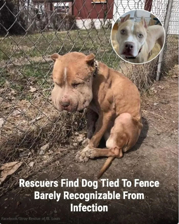 This Page Shared The Stories Of 28 Animals Whose Lives Changed After Someone Finally Came To Help