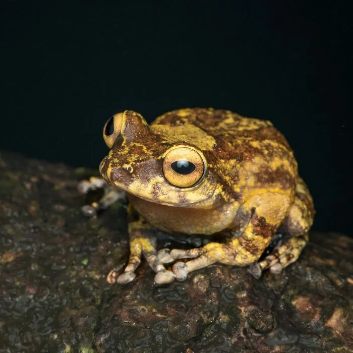 This Photographer Captured The Hidden Beauty Of Frogs In 22 Stunning Shots (New Pics)