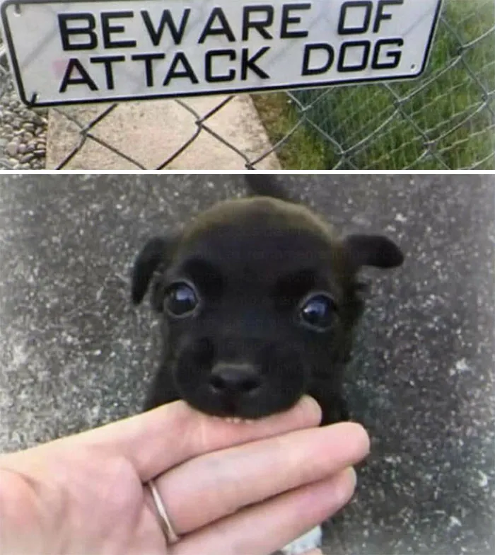 111 Funny Memes To Enjoy When You’re Bored, Tired, Or Just Need A Laugh