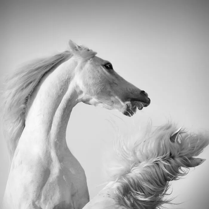 20 Powerful Photos From The 2026 Animal Kingdom Competition By Life Framer