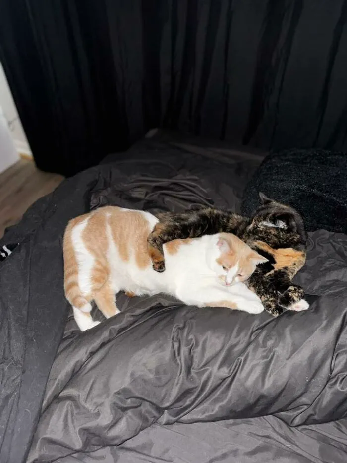 48 Pets Get Roasted So Brutally Online That Their Owners Are Still Processing It