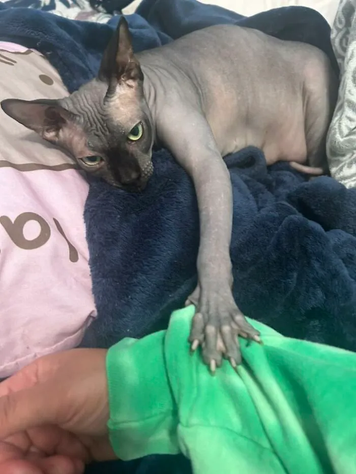 48 Pets Get Roasted So Brutally Online That Their Owners Are Still Processing It