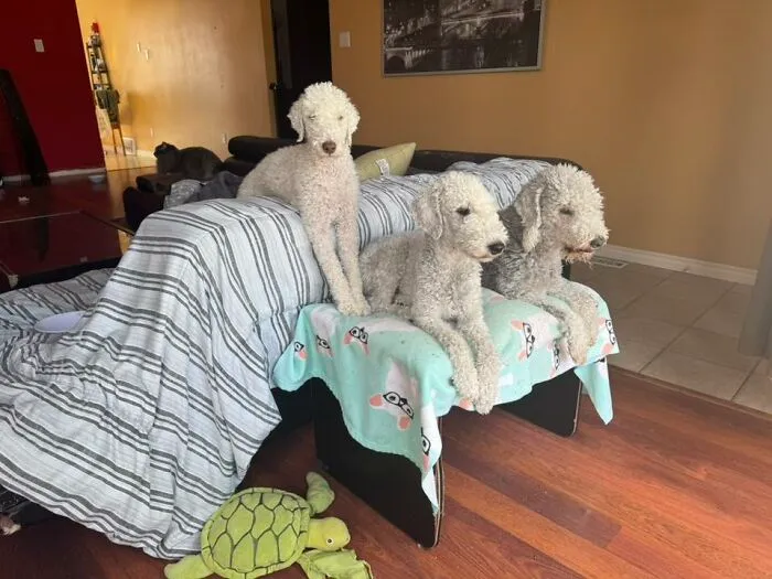 48 Pets Get Roasted So Brutally Online That Their Owners Are Still Processing It