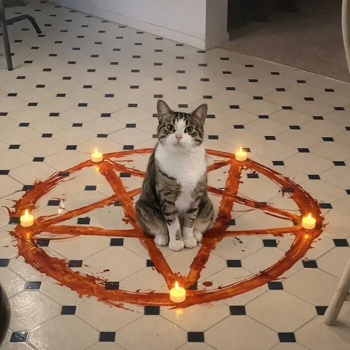 48 Pets Get Roasted So Brutally Online That Their Owners Are Still Processing It
