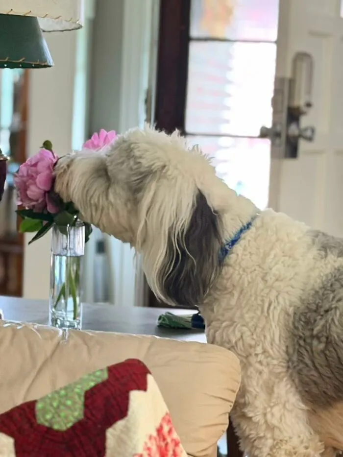 48 Pets Get Roasted So Brutally Online That Their Owners Are Still Processing It