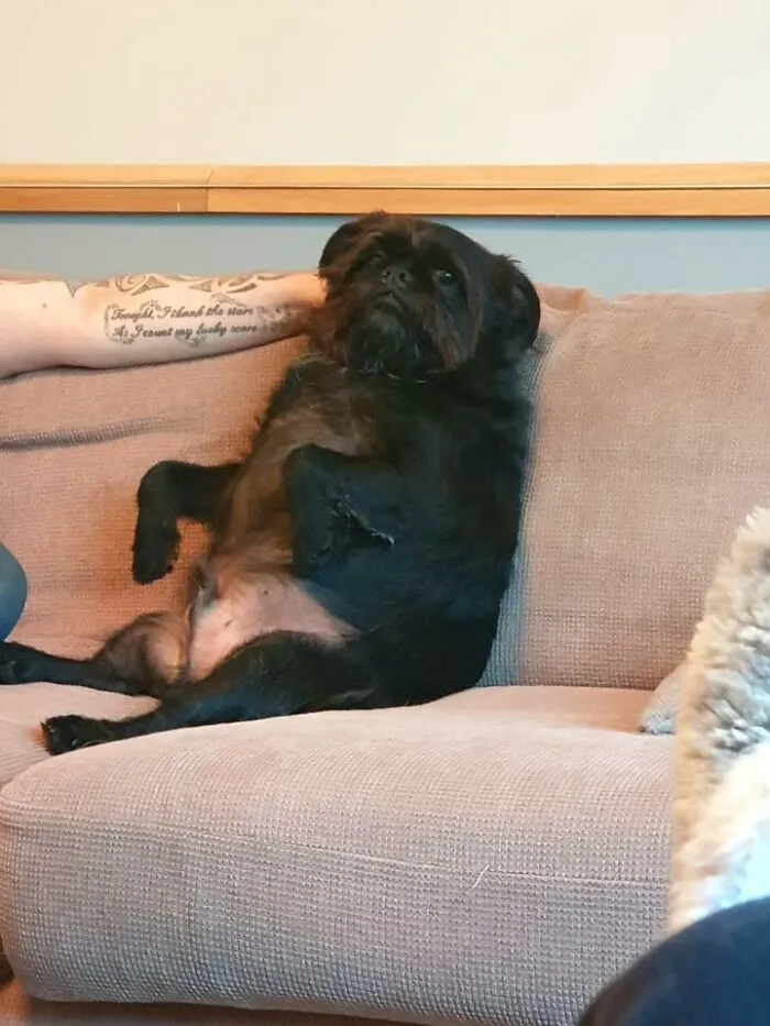 48 Pets Get Roasted So Brutally Online That Their Owners Are Still Processing It