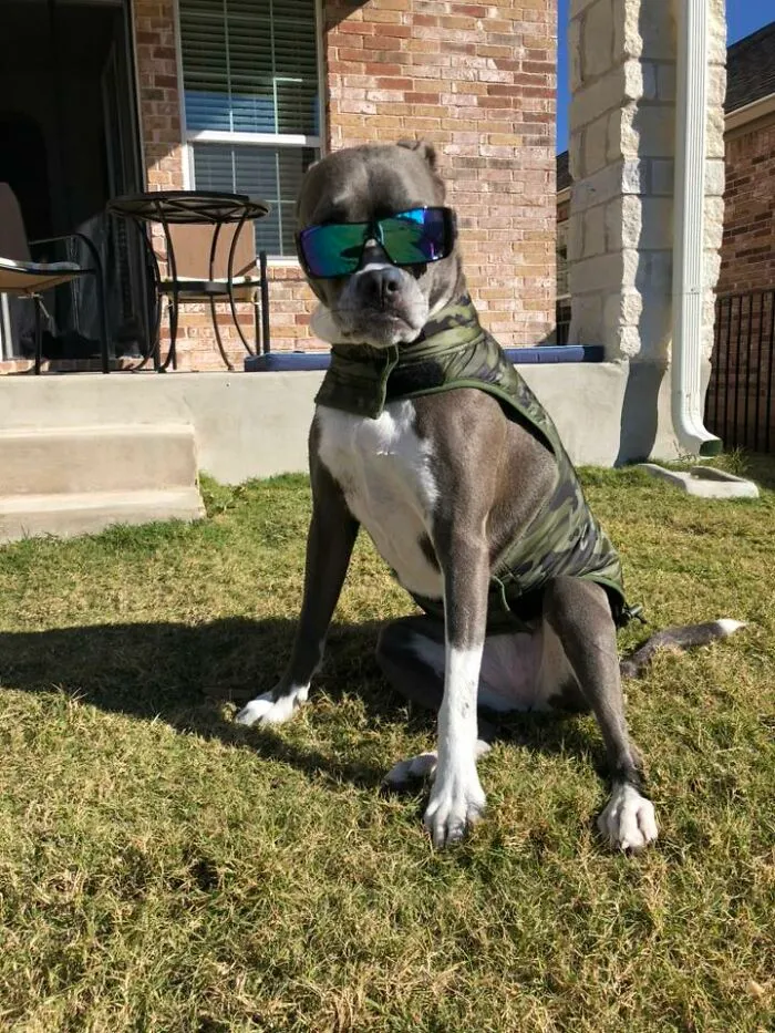 48 Pets Get Roasted So Brutally Online That Their Owners Are Still Processing It