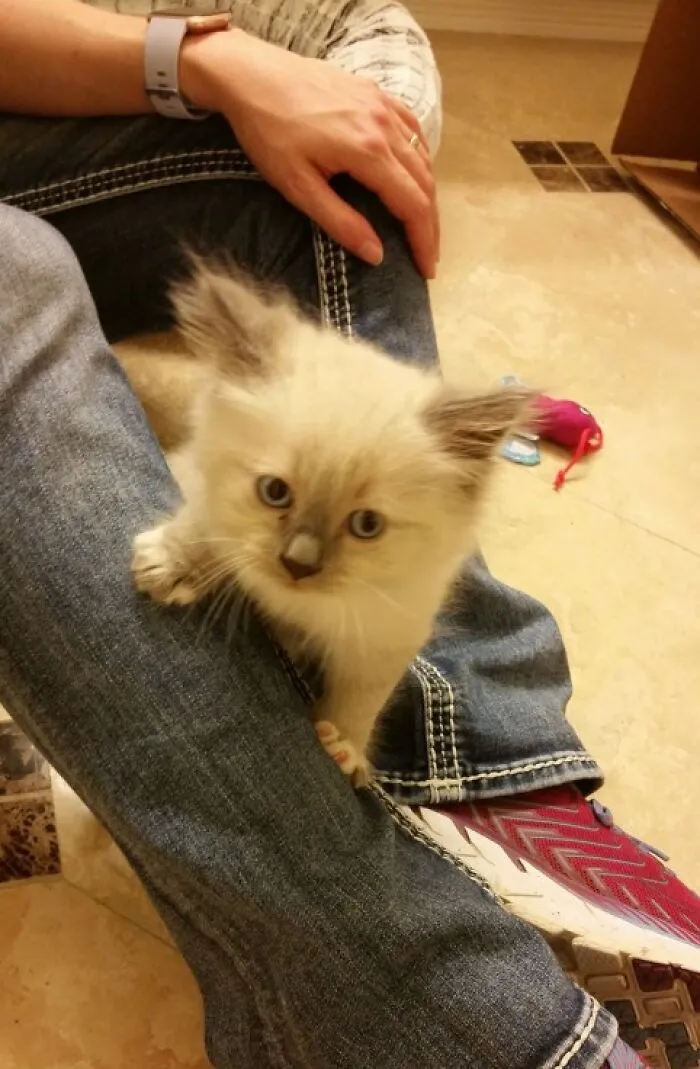 48 Pets Get Roasted So Brutally Online That Their Owners Are Still Processing It