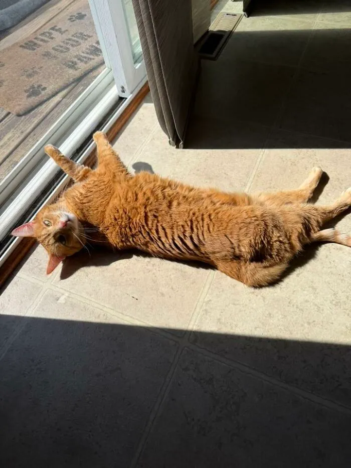 48 Pets Get Roasted So Brutally Online That Their Owners Are Still Processing It