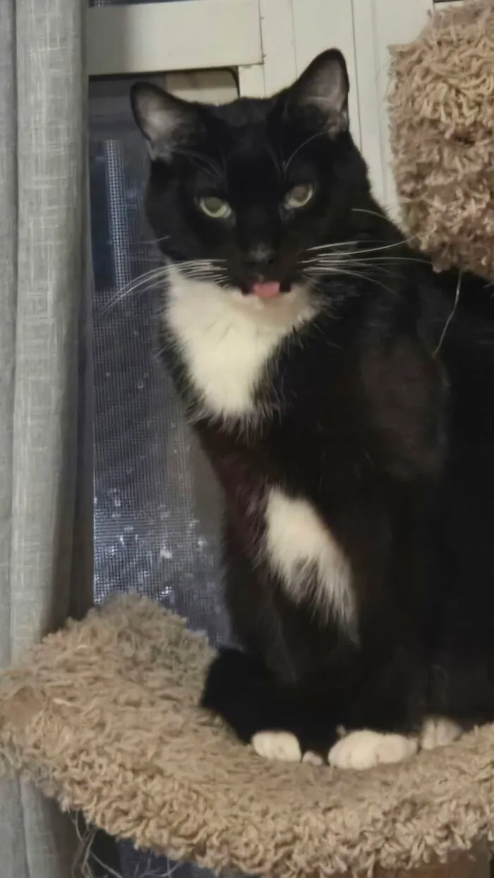 48 Pets Get Roasted So Brutally Online That Their Owners Are Still Processing It