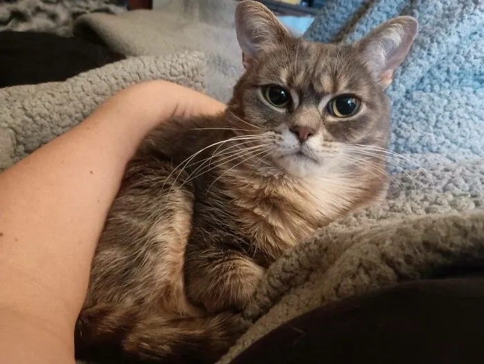48 Pets Get Roasted So Brutally Online That Their Owners Are Still Processing It