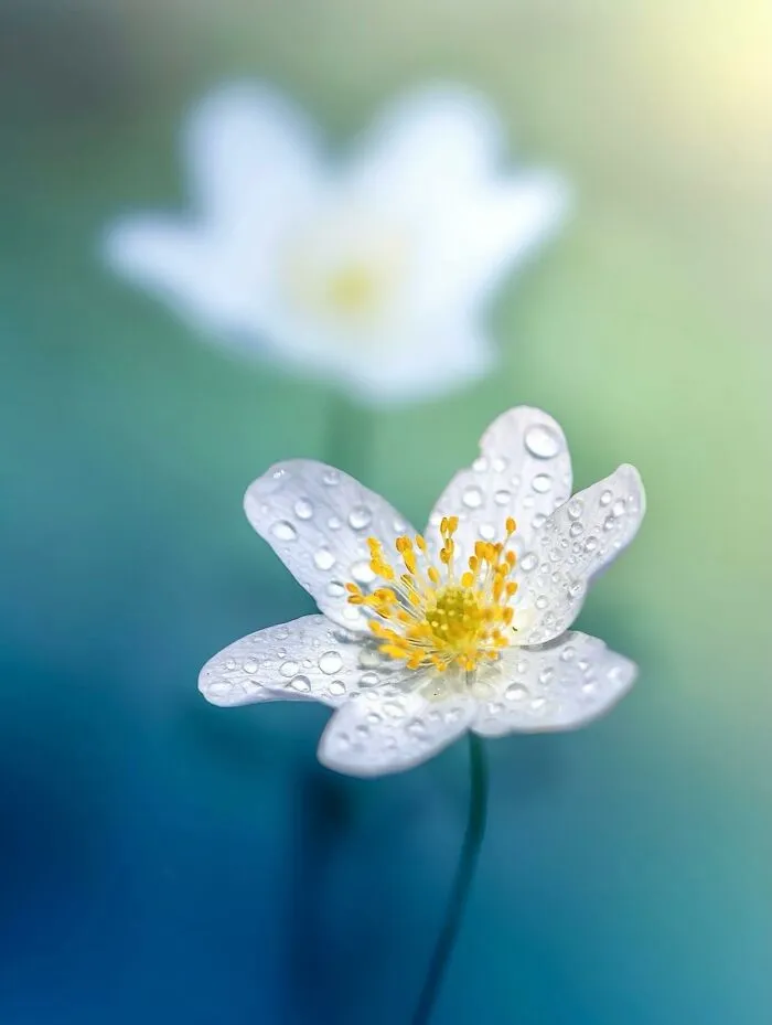 55 Fascinating Macro Photos Shared By This Page That Reveal Tiny Worlds Up Close