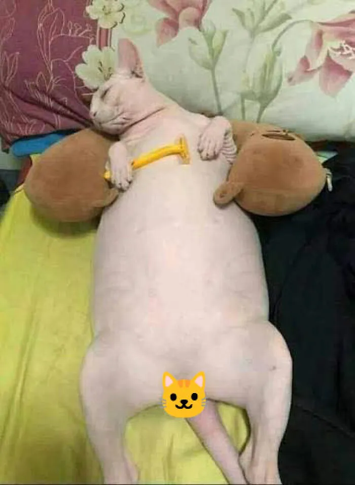 48 Pets Get Roasted So Brutally Online That Their Owners Are Still Processing It