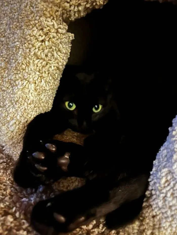 48 Pets Get Roasted So Brutally Online That Their Owners Are Still Processing It