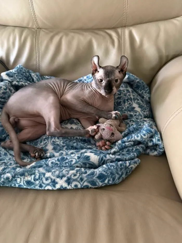 48 Pets Get Roasted So Brutally Online That Their Owners Are Still Processing It