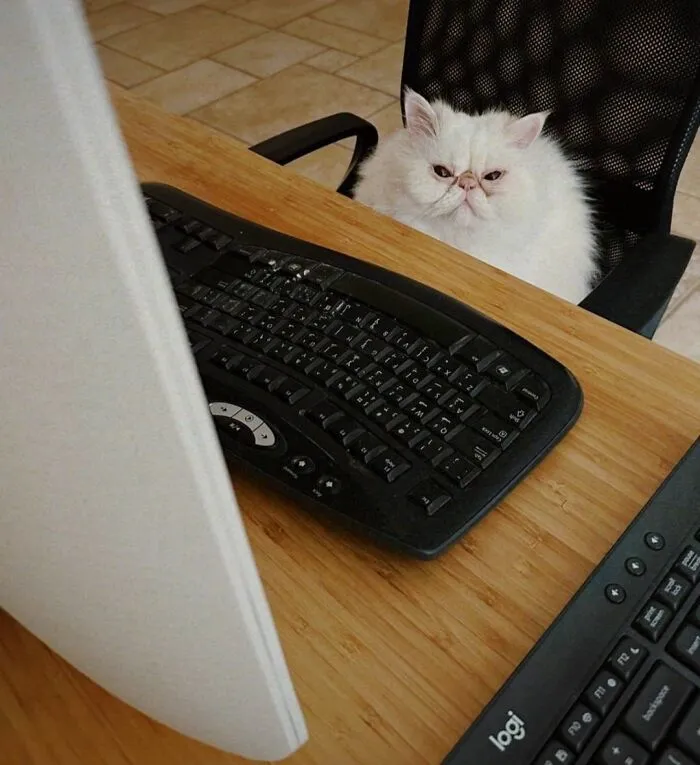 A funny photo of a fluffy white cat looking sternly from behind a computer desk, proving cats are chaotic creatures.