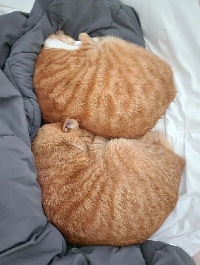 Two ginger cats curled up tightly together on a bed, illustrating the funny and chaotic lives of cats.