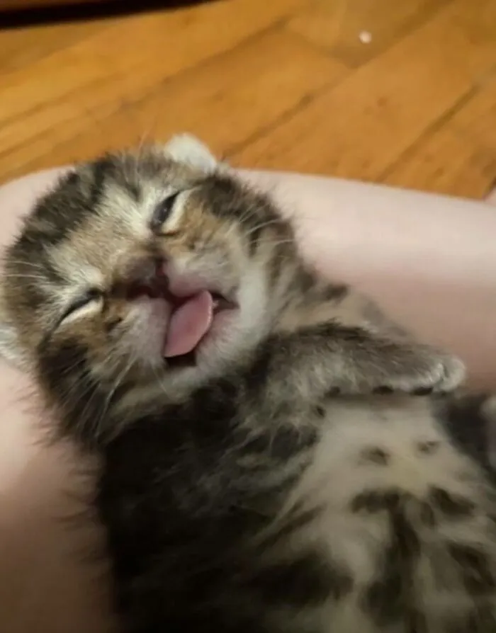 Funny photos of a cute sleeping kitten with its tongue out, showing the internet's favorite tiny chaotic creatures.