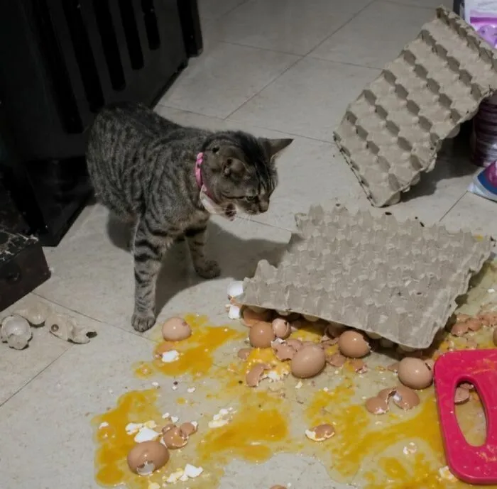Funny photos of a cat standing amidst broken eggs and carton trays, proving cats are tiny chaotic creatures.