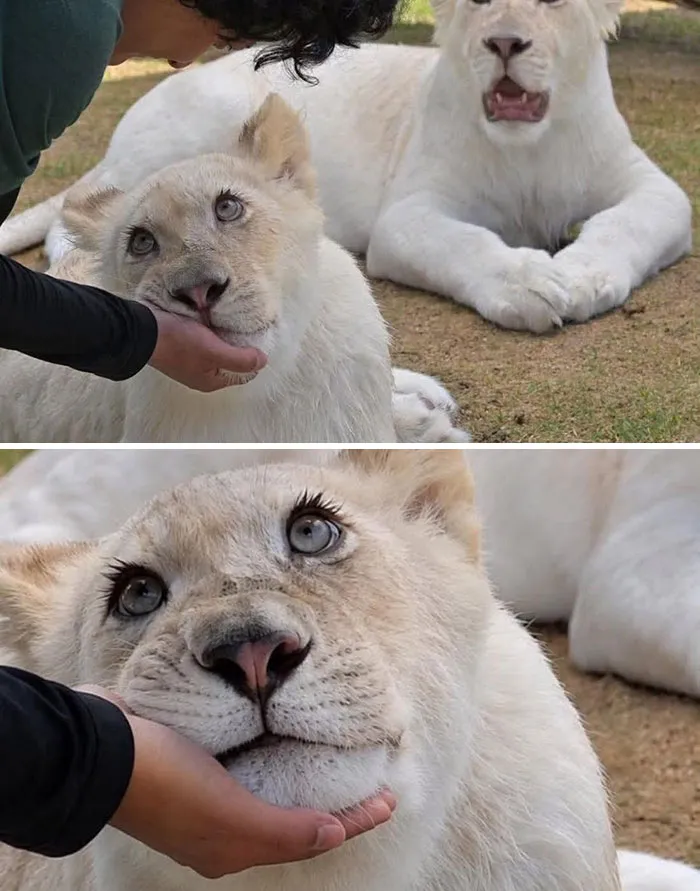 This Facebook Page Shares Animal Images That Feel Way Too Important To Ignore (38 New Pics)